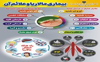 گزارشی از وضعیت تب دنگی در استان آذربایجان‌غربی